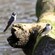 2 birds on a log above a river